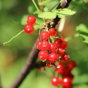 Currant Plant Live - Hardy Currant Bush - Size 5-9 Inch Height - Berries Tree