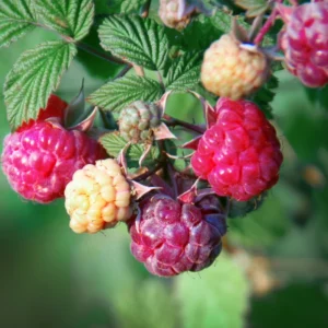 Raspberry Plant Live Bareroot - Raspberry Fruit Tree From 6 To 10 Inches Tall for Sweet Raspberries