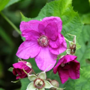 Raspberry Plant Live Bareroot - Raspberry Fruit Tree From 6 To 10 Inches Tall for Sweet Raspberries