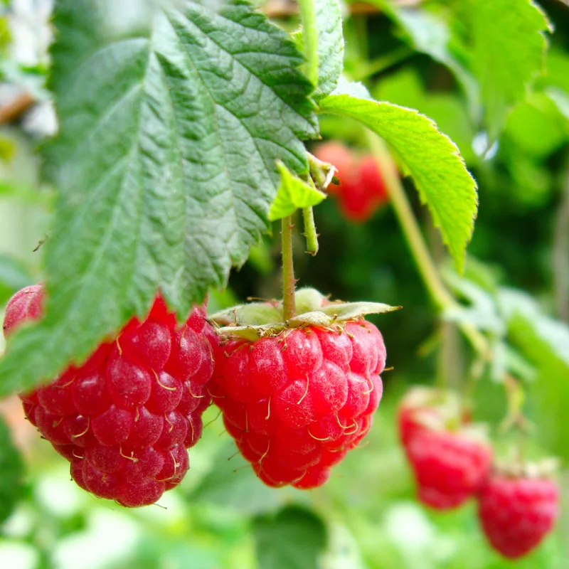 Red Early Everbearing Raspberry Plant