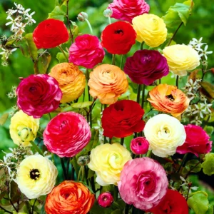 50 Ranunculus Bulbs For Planting - Ranunculus Corms - Vibrant Buttercup Peony Ranunculus Flowers