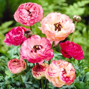 50 Ranunculus Bulbs For Planting - Ranunculus Corms - Vibrant Buttercup Peony Ranunculus Flowers