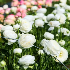 50 Ranunculus Bulbs For Planting - Ranunculus Corms - Vibrant Buttercup Peony Ranunculus Flowers