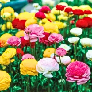 50 Ranunculus Bulbs For Planting - Ranunculus Corms - Vibrant Buttercup Peony Ranunculus Flowers