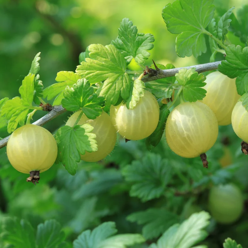 Gooseberry Plant - Hardy, Thorny Gooseberry Bush With Sweet Dark Berries - Size 5-9 Inc Height