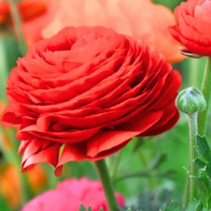 50 Ranunculus Bulbs For Planting - Ranunculus Corms - Vibrant Buttercup Peony Ranunculus Flowers