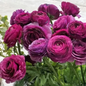 50 Ranunculus Bulbs For Planting - Ranunculus Corms - Vibrant Buttercup Peony Ranunculus Flowers