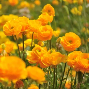 50 Ranunculus Bulbs For Planting - Ranunculus Corms - Vibrant Buttercup Peony Ranunculus Flowers