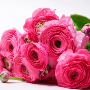 50 Ranunculus Bulbs For Planting - Ranunculus Corms - Vibrant Buttercup Peony Ranunculus Flowers