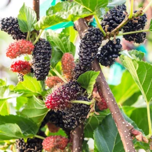 Mulberry Plant - Live for Planting, Sweet Mulberry Fruit Tree, Mulberries Seedling