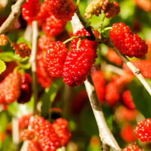 Mulberry Plant - Live for Planting, Sweet Mulberry Fruit Tree, Mulberries Seedling