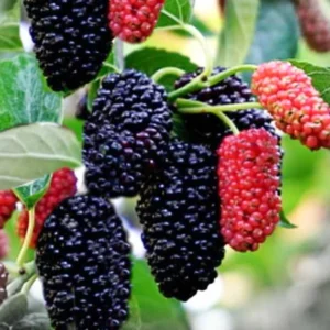 Mulberry Plant - Live for Planting, Sweet Mulberry Fruit Tree, Mulberries Seedling