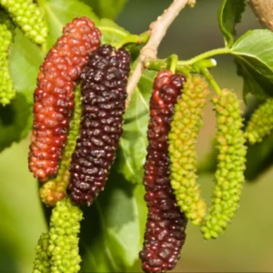 Mulberry Plant - Live for Planting, Sweet Mulberry Fruit Tree, Mulberries Seedling