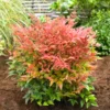 Dwarf Nandina Shrub - Live Plant, Ornamental Nandina