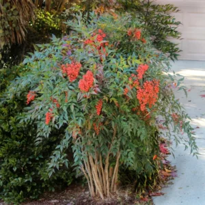 Dwarf Nandina Shrub - Live Plant, Ornamental Nandina