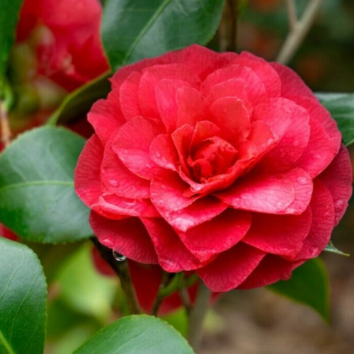 Camellia Live Plant in 4in Pot, Cold Hardy Flowering Shrub, Year-Round Blooms Camellia Tree Plant Bush
