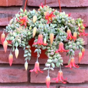 Cotyledon Pendens, Trailing Succulent Plant Live, Succulent Live Plant Fully Rooted In Pot, Rare House Plant