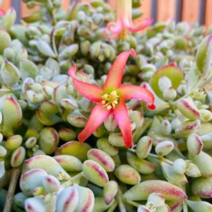 Cotyledon Pendens, Trailing Succulent Plant Live, Succulent Live Plant Fully Rooted In Pot, Rare House Plant