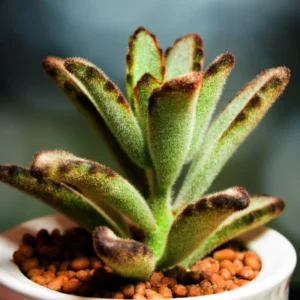 Chocolate Kalanchoe Plant Live, Kalanchoe Succulent Live Plant, In 2 Inch Pot For Indoor House Plant