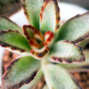 Chocolate Kalanchoe Plant Live, Kalanchoe Succulent Live Plant, In 2 Inch Pot For Indoor House Plant