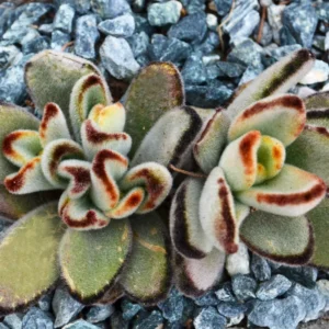 Chocolate Kalanchoe Plant Live, Kalanchoe Succulent Live Plant, In 2 Inch Pot For Indoor House Plant