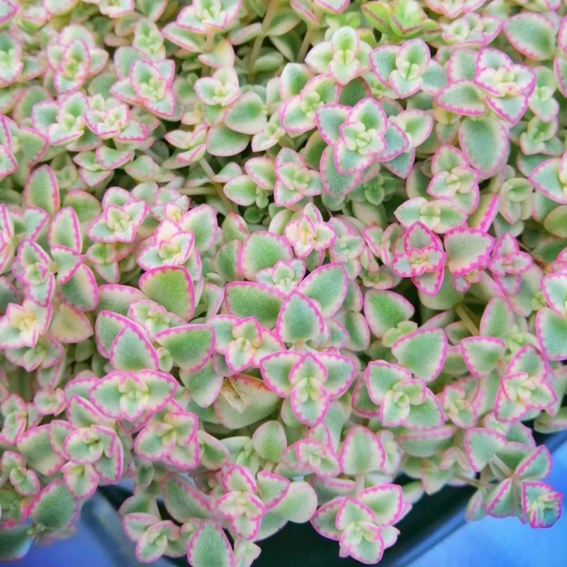 Little Sedum Variegated Succulent Plant Live, In 4 Inch Pot, Trailing Succulent Plant, Stonecrop Ground Cover Plant, Live Potted Plant