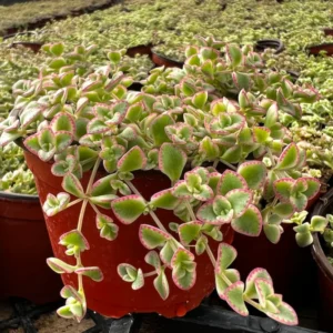 Little Sedum Variegated Succulent Plant Live, In 4 Inch Pot, Trailing Succulent Plant, Stonecrop Ground Cover Plant, Live Potted Plant
