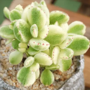 Bear’s Paw, Cotyledon Succulent Plant Live Potted, In Pot, Ornamental Succulent Live House Plant