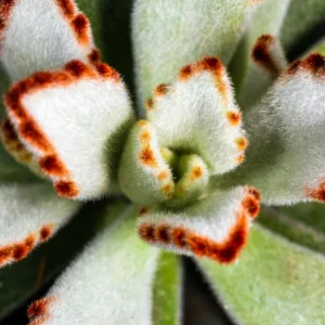 Chocolate Kalanchoe Plant Live, Kalanchoe Succulent Live Plant, In 2 Inch Pot For Indoor House Plant