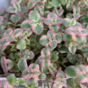 Little Sedum Variegated Succulent Plant Live, In 4 Inch Pot, Trailing Succulent Plant, Stonecrop Ground Cover Plant, Live Potted Plant