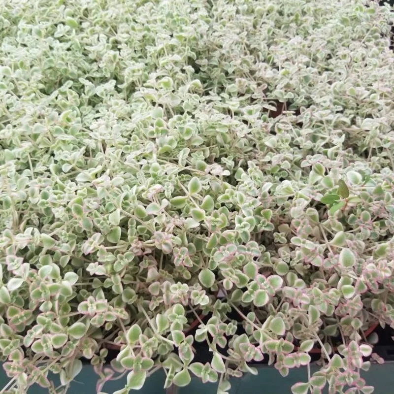 Little Sedum Variegated Succulent Plant Live, In 4 Inch Pot, Trailing Succulent Plant, Stonecrop Ground Cover Plant, Live Potted Plant