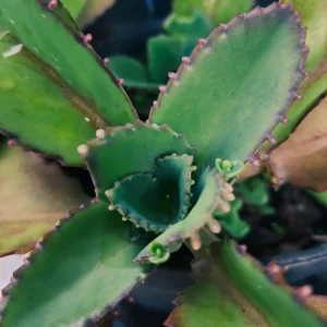Kalanchoe Mother of Thousands Plant, Kalanchoe Succulent Live Plant, Kalanchoe Plant Live, In Pot
