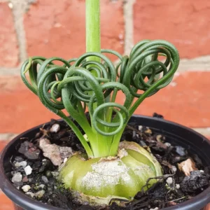 Albuca Spiralis Frizzle Sizzle Plant, In Pot, Rare Succulent Plant Live, Curly Grass Live Plant