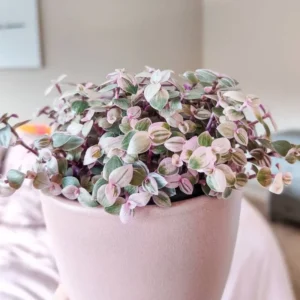 Callisia Repens Pink Tradescantia Plant Live, Trailing Succulent Live Plant, In Pot, Turtle Vine Creeping Plant