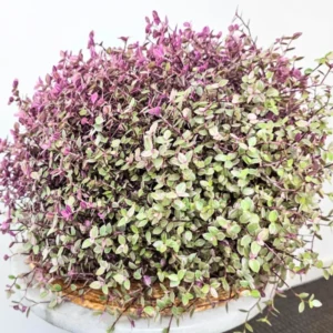 Callisia Repens Pink Tradescantia Plant Live, Trailing Succulent Live Plant, In Pot, Turtle Vine Creeping Plant