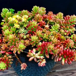 Sedum Plant Live, Succulent Live Plant, In 4 Inch Pot For Indoor House Plant