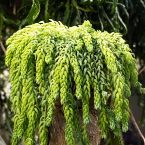 Donkey's Tail Sedum Plant Live, Trailing Succulent Live Plant, In Pot For Indoor House Plant, Come In Bareroot