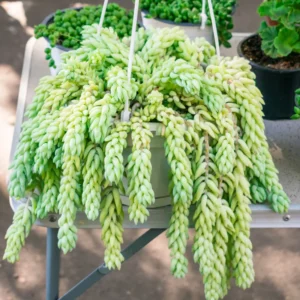 Donkey's Tail Sedum Plant Live, Trailing Succulent Live Plant, In Pot For Indoor House Plant, Come In Bareroot