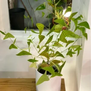 Christia Obcordata Butterfly Plant Live | Unique 6-9 Inch Houseplant for Indoor Gardens