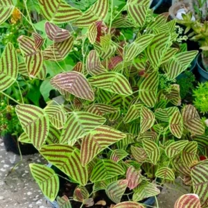 Christia Obcordata Butterfly Plant Live | Unique 6-9 Inch Houseplant for Indoor Gardens