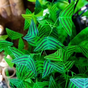 Butterfly Plant (Christia Obcordata) Live Houseplant | 6-9 Inch Tall Indoor Plant for Home
