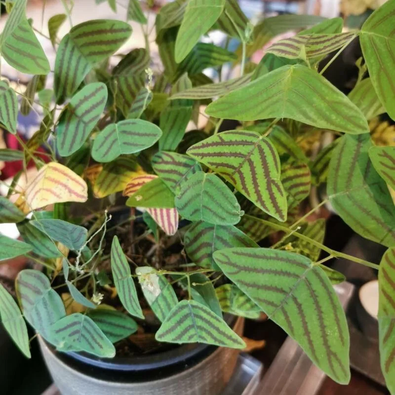 Butterfly Plant (Christia Obcordata) Live Houseplant | 6-9 Inch Tall Indoor Plant for Home