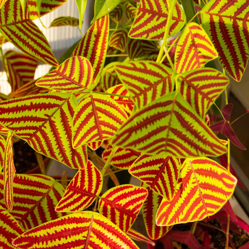 Butterfly Plant (Christia Obcordata) Live Houseplant | 6-9 Inch Tall Indoor Plant for Home