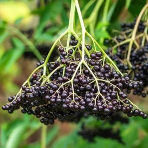 American Elderberry Bushes Live Plants, From 6 To 12 Inch Tall, Black Elderberry Plants Live For Planting