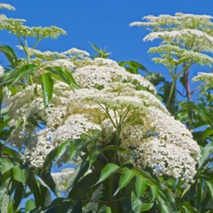 American Elderberry Bush, 6-12 Inch Tall, Black Elderberry Plant High Yielding, Hardy Fruit Plants