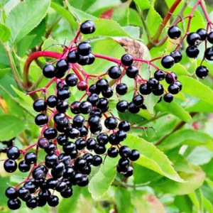 3 American Elderberry Bushes Live, Size 6-12 Inch Tall, Black Elderberry Plants Live For Outdoor