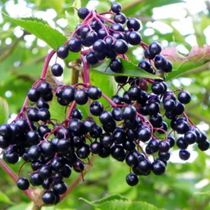 American Elderberry Bush, 6-12 Inch Tall, Black Elderberry Plant High Yielding, Hardy Fruit Plants