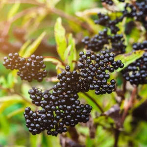 3 American Elderberry Bushes Live, Size 6-12 Inch Tall, Black Elderberry Plants Live For Outdoor