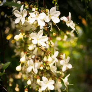 Clerodendrum Wallichii Live Plant, 4-8 Inch Tall, White Flowers, Easy Care Indoor Outdoor Houseplant