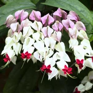 Clerodendrum Bleeding Heart Live Plant, 4-8 Inch Tall, Easy to Care for Indoor or Outdoor Gardens